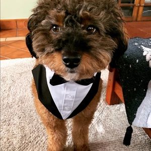 L dog tuxedo